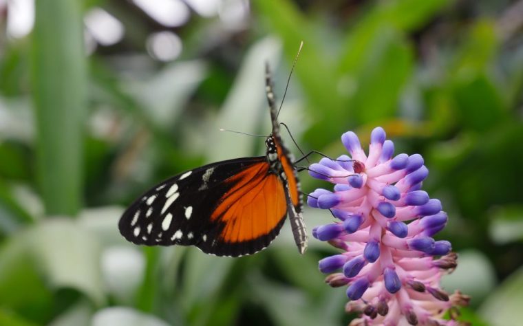 Copenhague. La serre aux papillons